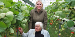 Dorsten: Bewohnerin pflückt mit Begleiterin Erdbeeren auf dem Hof Umberg.