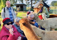 Krefeld Alpakafarm 2022 5.jpg
