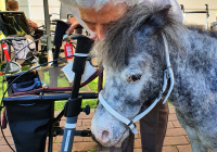 Krefeld Ponybesuch 19.jpg