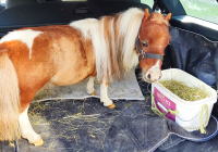 Krefeld Ponybesuch 15.jpg