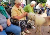 Krefeld Ponybesuch 23.jpg