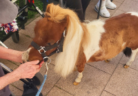 Krefeld Ponybesuch 7.jpg