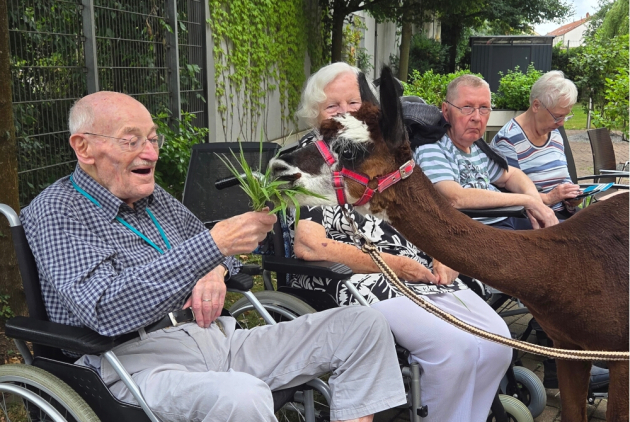 Krefeld: Bewohner füttert Alpaka im Garten.