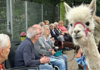Krefeld Alpakas zu Besuch 2025 6.jpg