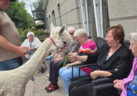 Krefeld Alpakas zu Besuch 2025 4.jpg