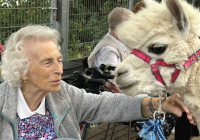 Krefeld Alpakas zu Besuch 2025 5.jpg