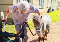 Krefeld Ponybesuch 3.jpg
