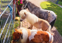 Krefeld Ponybesuch 1.jpg