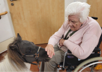Krefeld Ponybesuch 2025 1.jpg