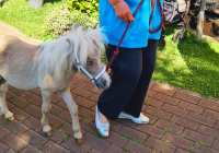 Krefeld Ponybesuch 4.jpg