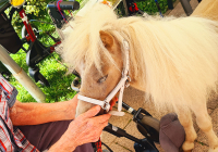 Krefeld Ponybesuch 2.jpg