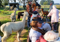 Krefeld Alpakafarm 2022 2.jpg