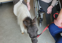 Krefeld Ponybesuch 2025 2.jpg