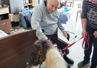 Krefeld Ponybesuch 2025 4.jpg