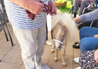 Krefeld Ponybesuch 6.jpg