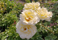 Neuwied Schrebergarten 4.jpg