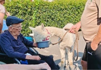 Geldern Alpakabesuch 2.jpg