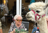 Krefeld Alpakas zu Besuch 2025 7.jpg